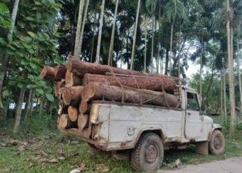 Attempt to smuggle timber foiled