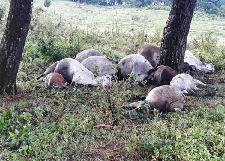 11 cows killed by lightning