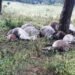 11 cows killed by lightning