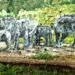 Nongkhyllem Wildlife Sanctuary gets mural, patrol camp