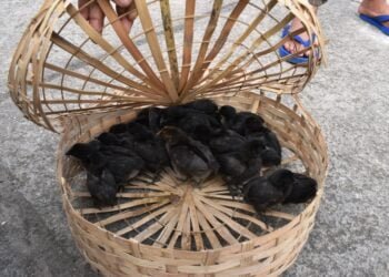 Kali masi introduced to farmers in Ri Bhoi