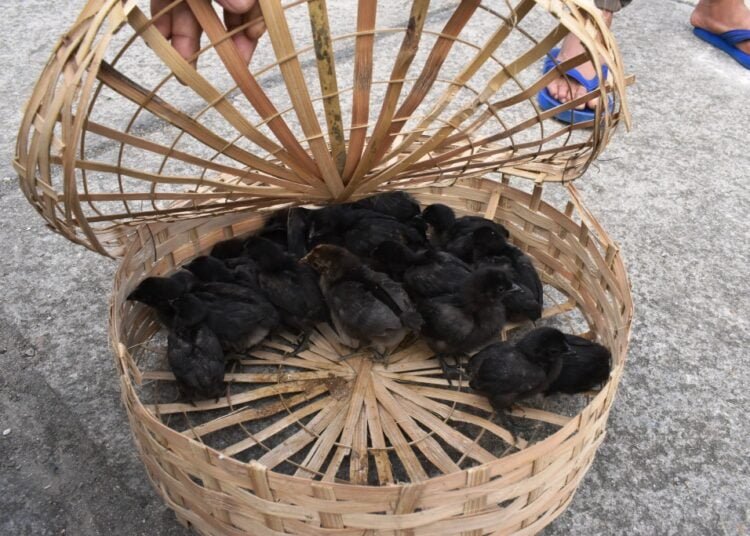 Kali masi introduced to farmers in Ri Bhoi