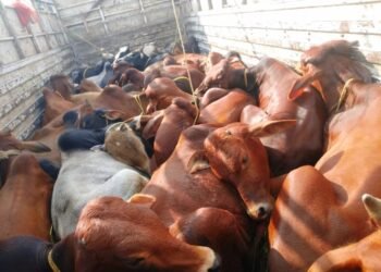 2 trucks with illegal cattle detained, FIR filed
