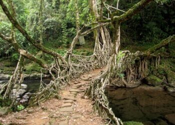 Two appear before magistrate over living-root bridge case