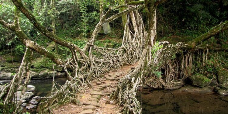 Two appear before magistrate over living-root bridge case