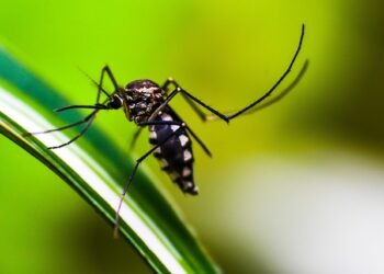 36 dengue cases reported in Garo Hills