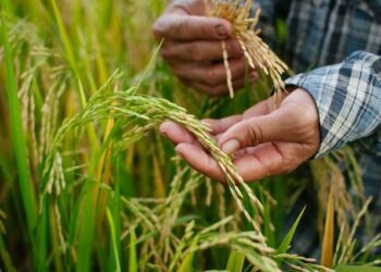 4 farmers die by suicide in Meghalaya: Tomar