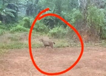 Deer loiters into institute, wildlife officials clarify over non-rescue