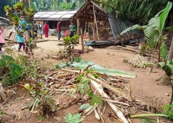 Houses, shop destroyed by elephant herd