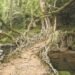 Larger message if root bridges are given world heritage tag: Conrad