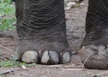 ‘Rogue elephant’ kills two, injures one in West Garo Hills