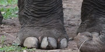 ‘Rogue elephant’ kills two, injures one in West Garo Hills