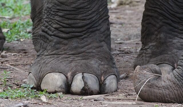 ‘Rogue elephant’ kills two, injures one in West Garo Hills