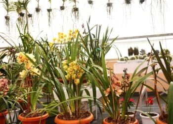 Floriculture expo underway in Upper Shillong