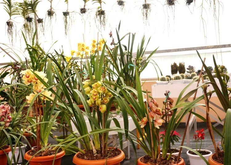 Floriculture expo underway in Upper Shillong