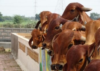 Cattle rearing in municipality areas to invite stringent action