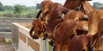 Cattle rearing in municipality areas to invite stringent action