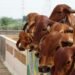 Cattle rearing in municipality areas to invite stringent action