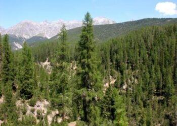 Forest cover in Meghalaya shrinks by 73 sq km