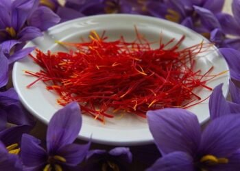 Sohra area identified for saffron plantation