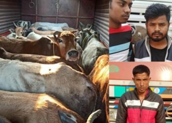 Three arrested for cattle smuggling in Jorabat