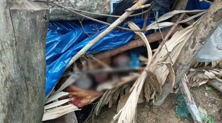 Brothers killed after tree falls onto hut