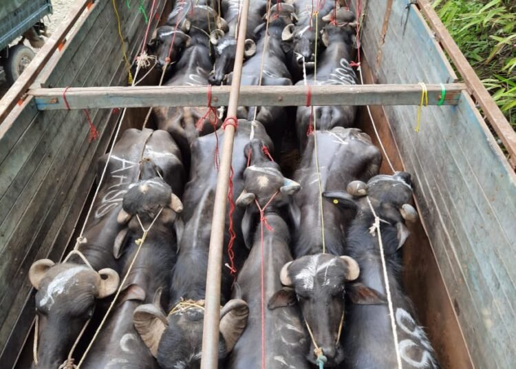 BSF recovers 57cattle meant for smuggling