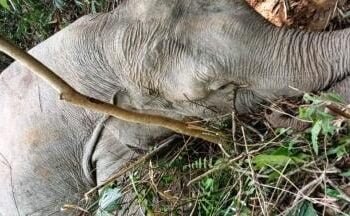 Uninsulated wire causes elephant death
