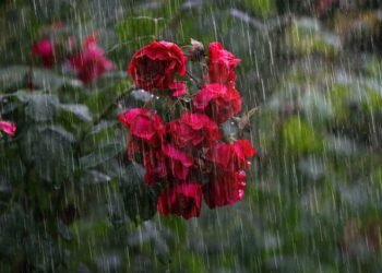 Met Dept predicts heavy rains, storm in State in next 5 days