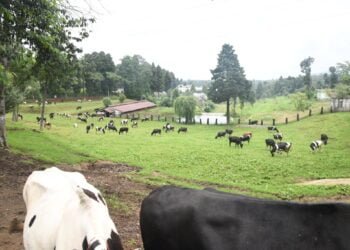 Govt to give Rs 500 each to livestock farmer for single Artificial Insemination