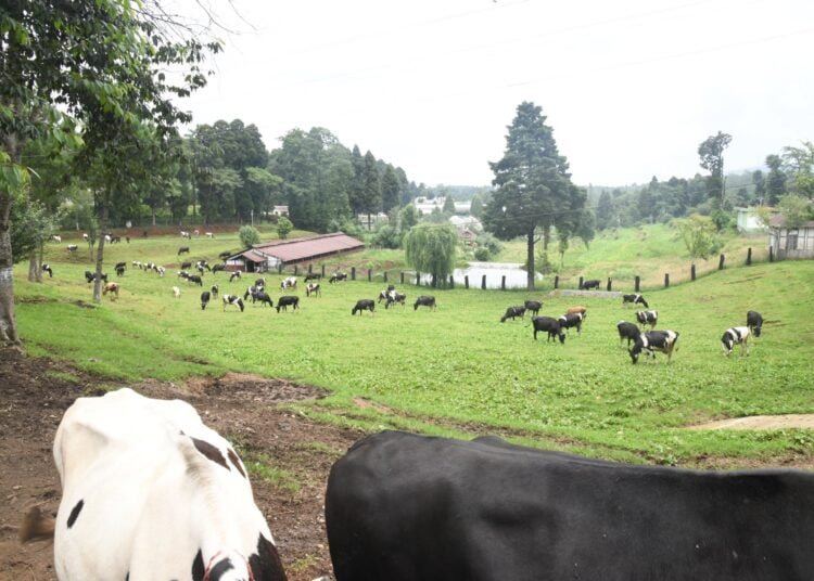 Govt to give Rs 500 each to livestock farmer for single Artificial Insemination