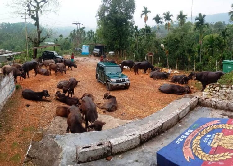BSF seize 26 cattle