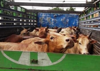 BSF seizes 29 cattle along India-Bangladesh border