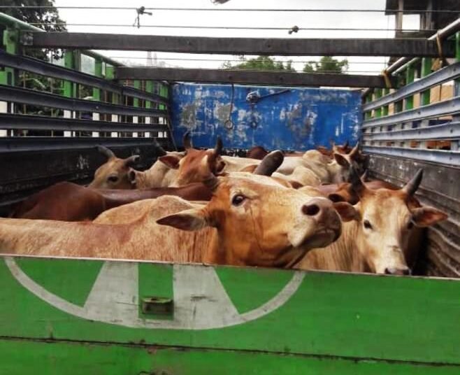 BSF seizes 29 cattle along India-Bangladesh border
