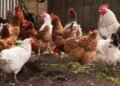 Poultry association annoyed by outsiders sans licences