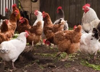 Poultry association annoyed by outsiders sans licences