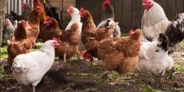 Poultry association annoyed by outsiders sans licences