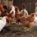 Poultry association annoyed by outsiders sans licences