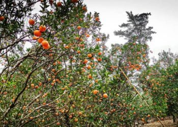 Unfruitful: Coke factory ruining EJH orange crop, claim villagers
