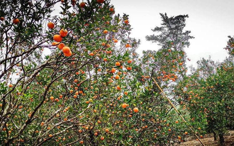 Unfruitful: Coke factory ruining EJH orange crop, claim villagers