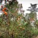 Unfruitful: Coke factory ruining EJH orange crop, claim villagers