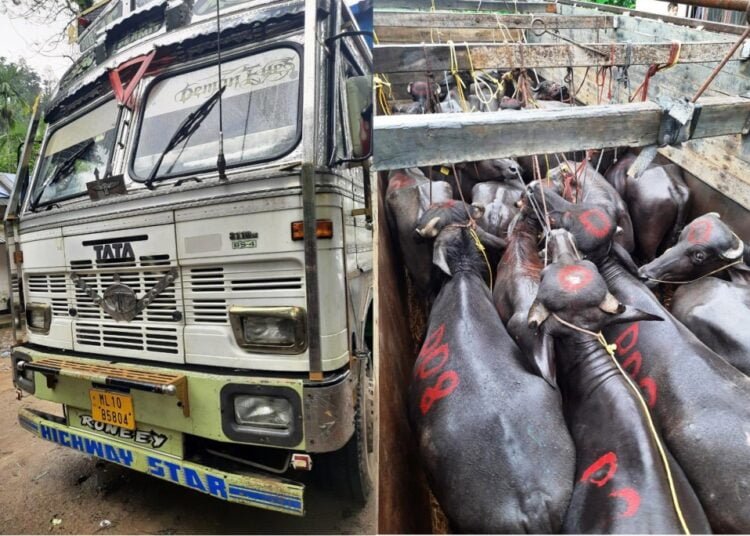 BSF seizes 60 cattle meant for smuggling