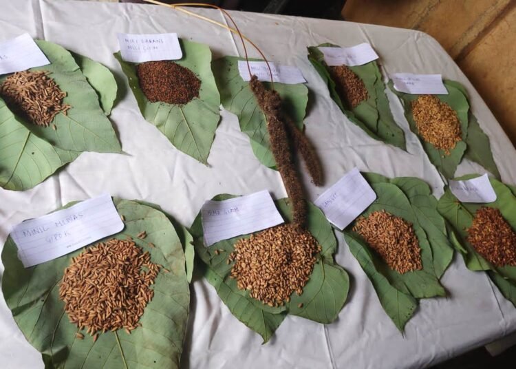 James initiates project to protect 6000-year-old rice species in Garo Hills
