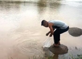 RBYF releases fish fingerlings into Umiam River