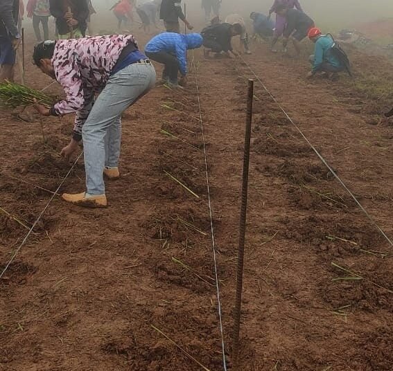 Narwan plants citronella in bid to go green and boost incomes