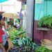 Rising vegetable prices, traders blame crop damage