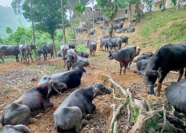 BSF on high alert after Bangladesh sets to launch digital cattle market