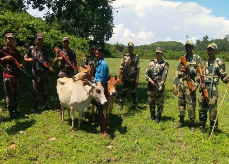BSF hands over 50 stray cattle to Bangladesh