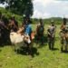 BSF hands over 50 stray cattle to Bangladesh