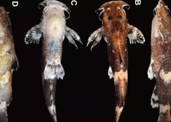 New species of catfish discovered in Garo Hills